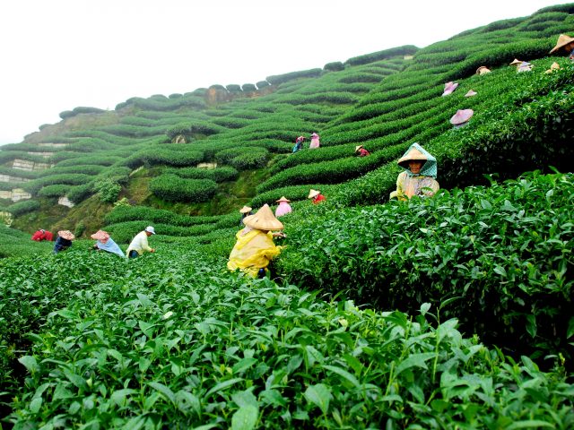 Darjeeling Gangtok